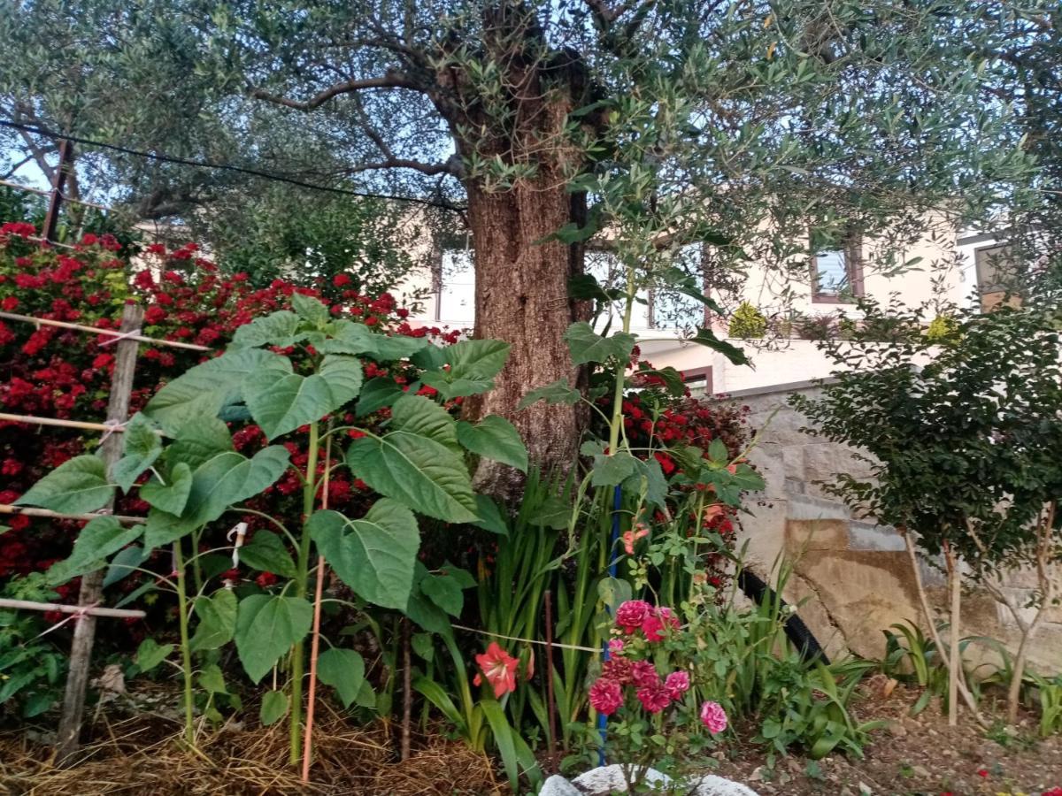 Apartmani Bosco 티바트 외부 사진